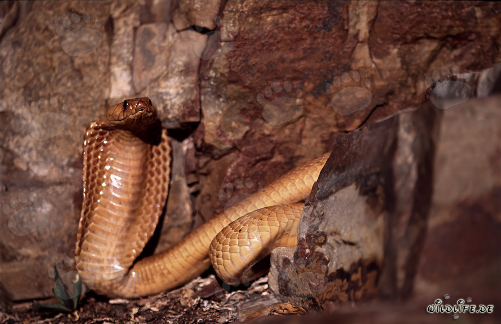 Cape Cobra basking in front of stunning rock wall