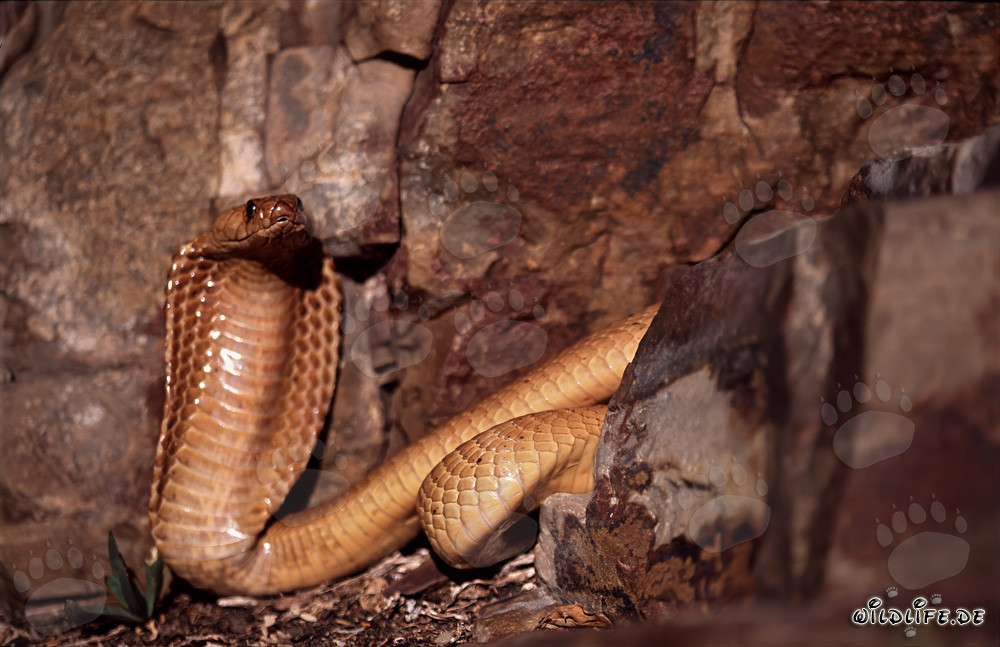 Cobras del Cabo tomando el sol frente a un impresionante acantilado
