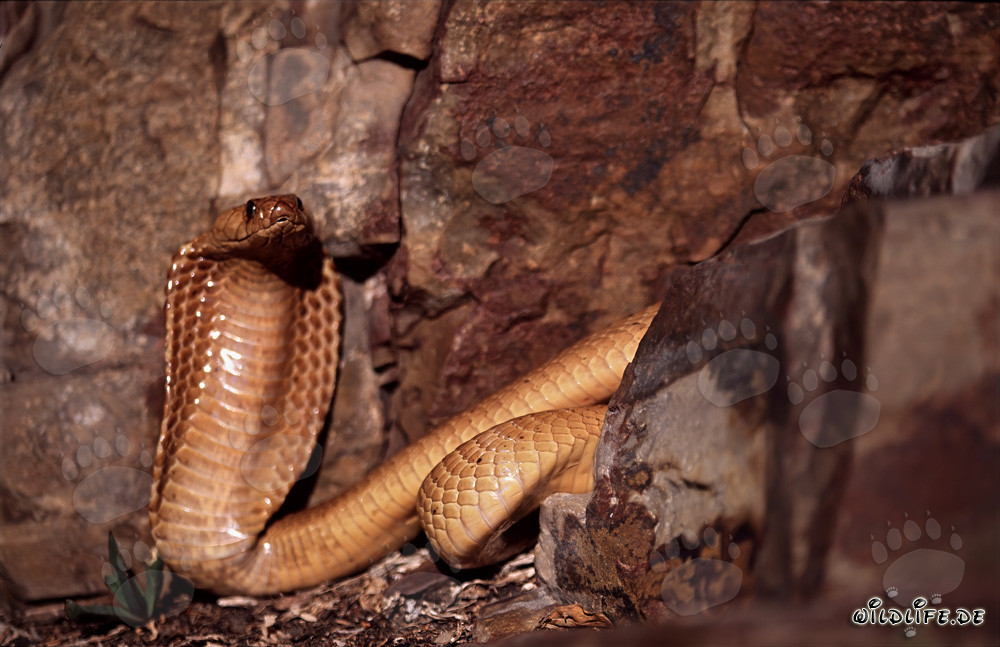 Cobra del Capo prendendo il sole davanti a un'imponente parete rocciosa