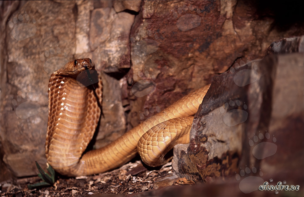 Fascinating Attentive Cape Cobra in Colorful Rock Formation