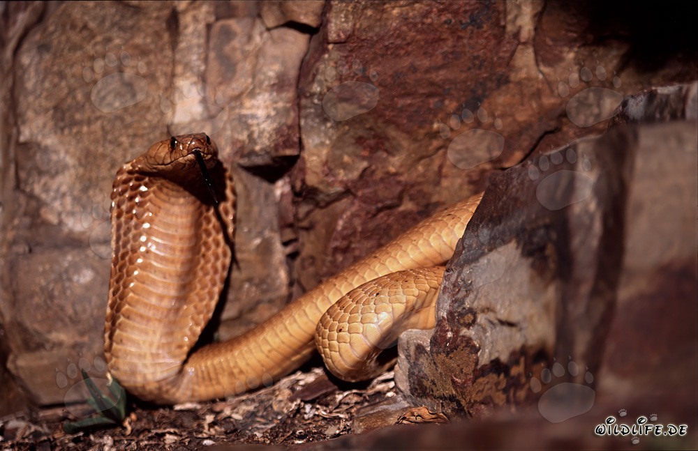 Cobra del Capo affascinante in un paesaggio roccioso pittoresco
