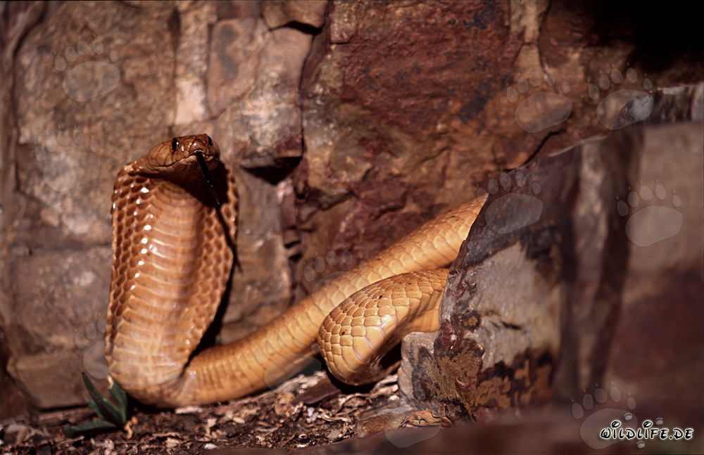 Cobra du Cap fascinante dans un paysage rocheux pittoresque