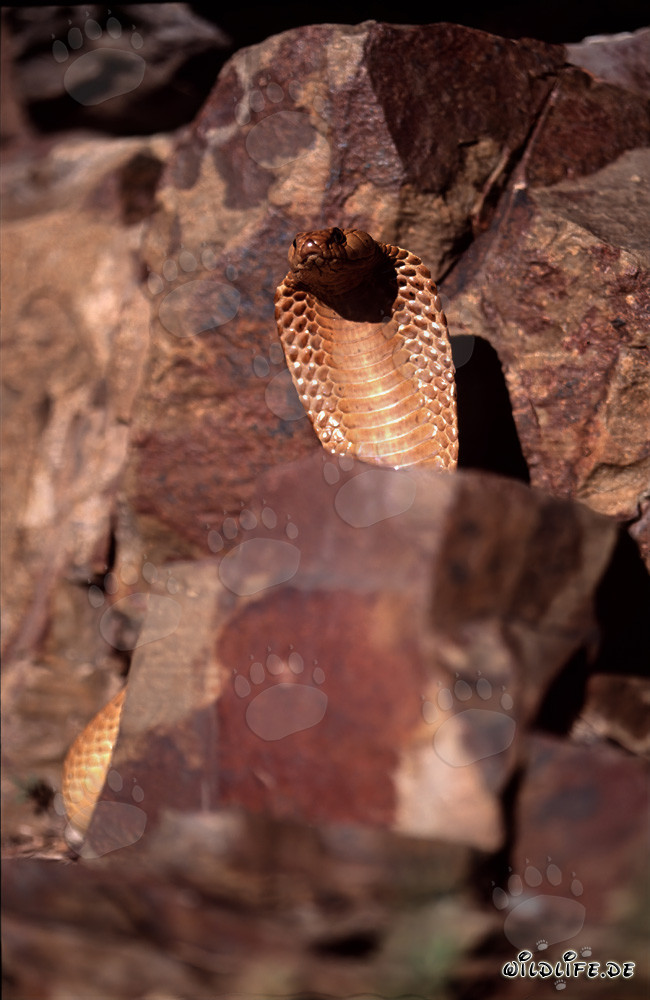 Impressive Cape Cobra in picturesque rock landscape