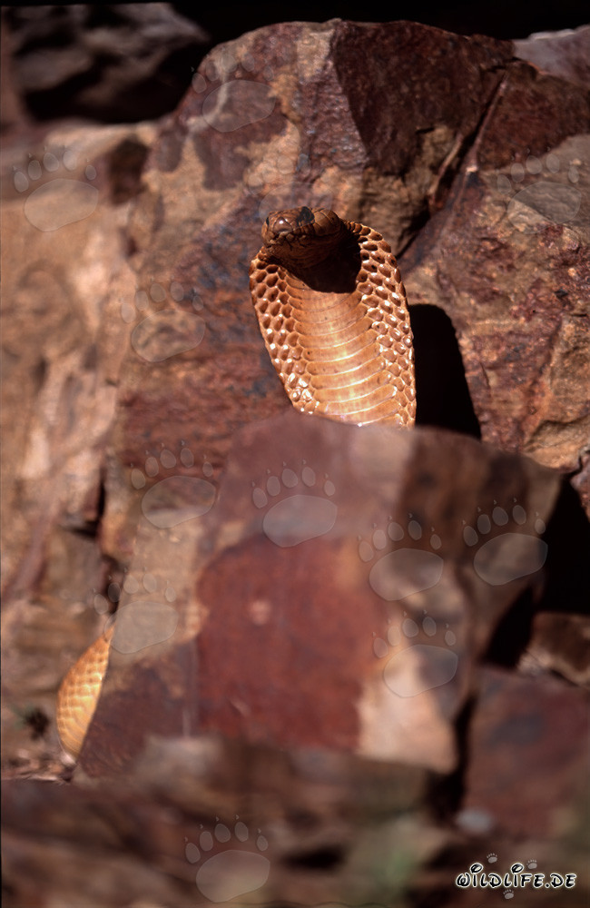 Impresionante cobra del Cabo en un paisaje rocoso pintoresco
