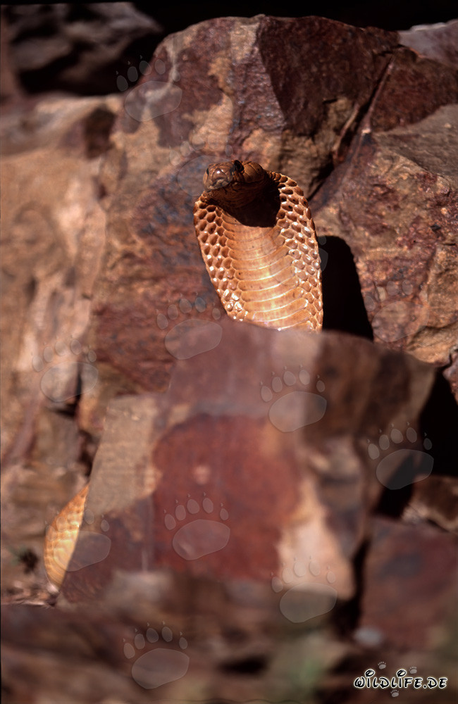 Imponente cobra del Capo in un suggestivo paesaggio roccioso