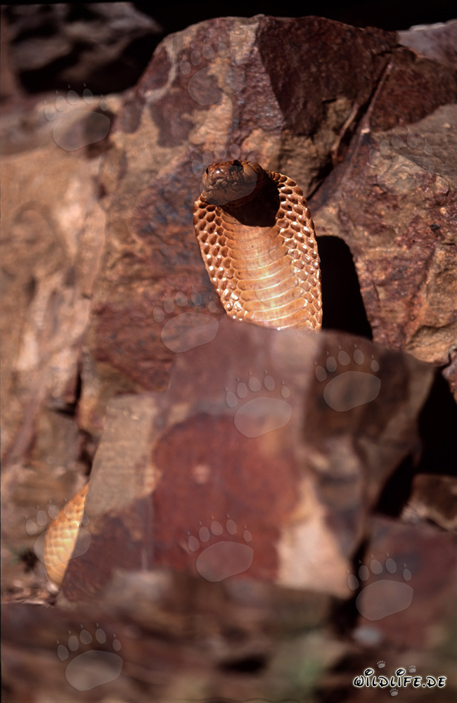 Cobra du Cap impressionnante dans un paysage rocheux pittoresque