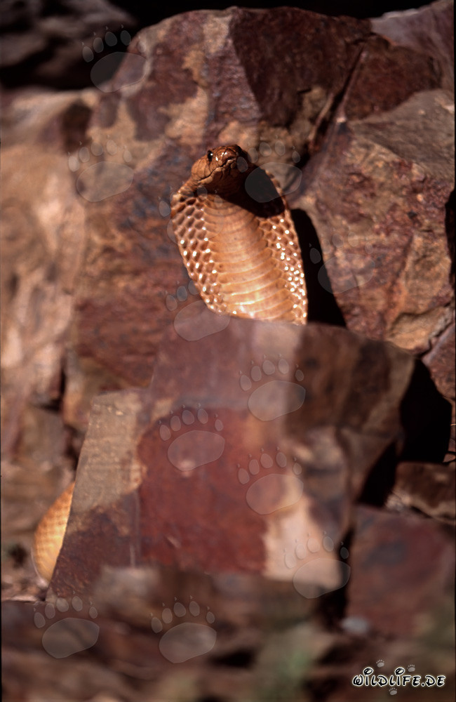 Fascinating Cape Cobra