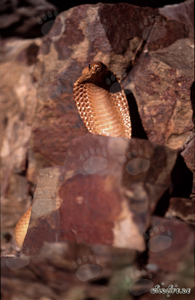 Cobra del Cabo fascinante