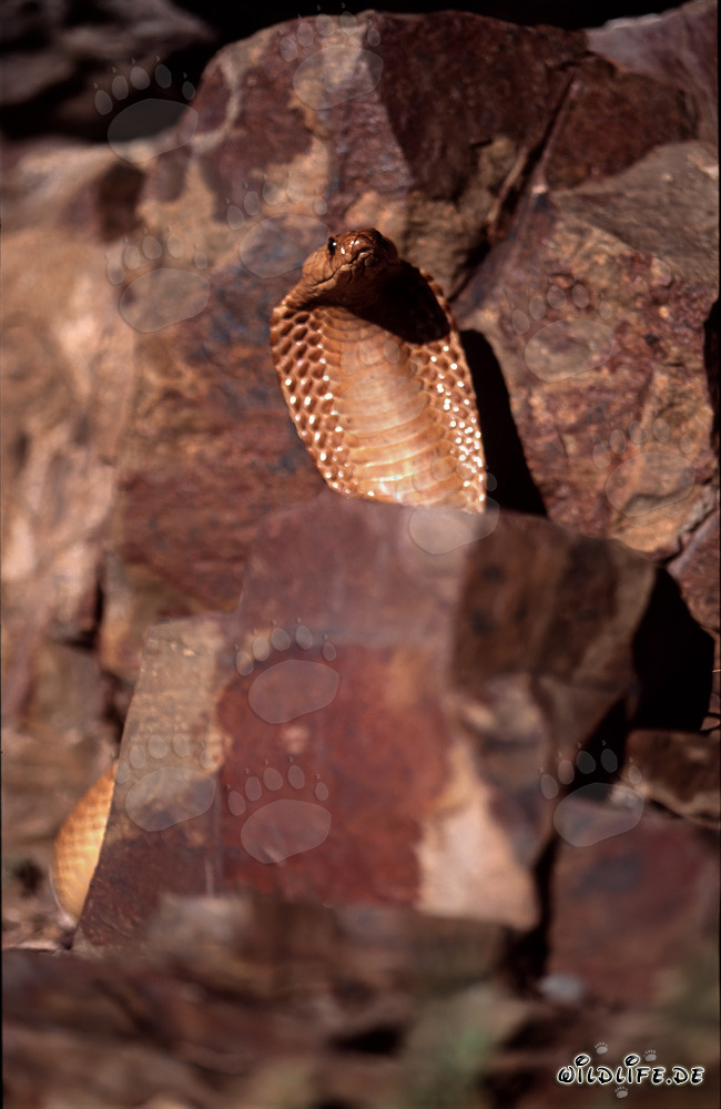 Cobra del Capo affascinante