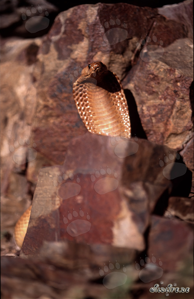 Cobra du Cap fascinante