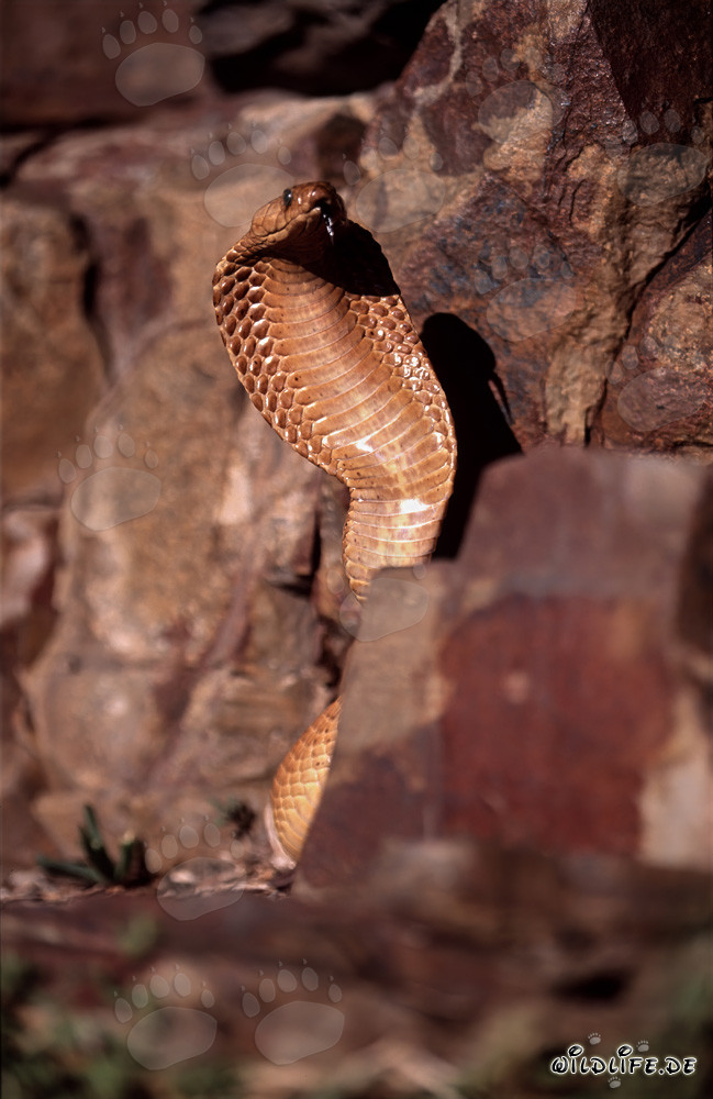Cape Cobra imposante dans les montagnes de Gansbaai