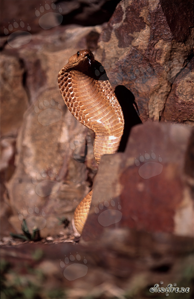 Impressive Cape Cobra in the Gansbaai Mountains
