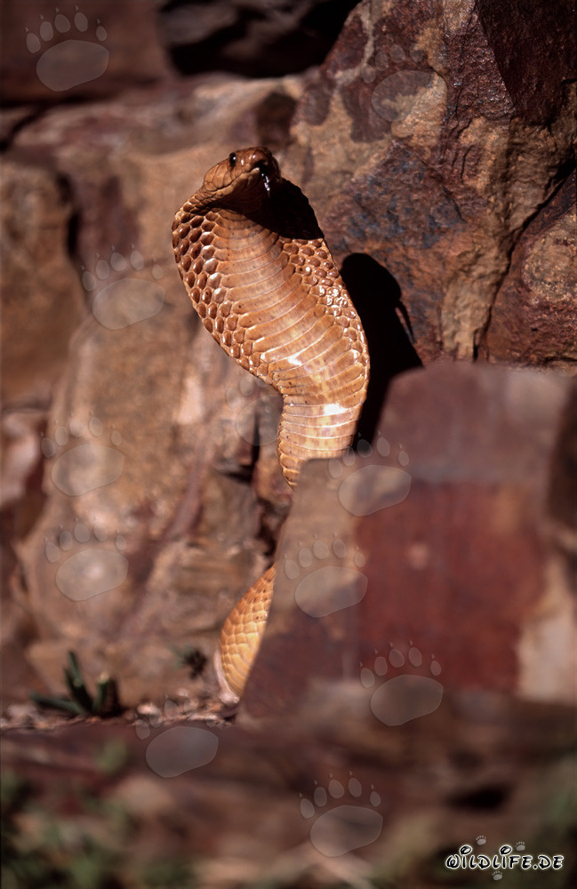 Impresionante Cobra del Cabo en las montañas de Gansbaai