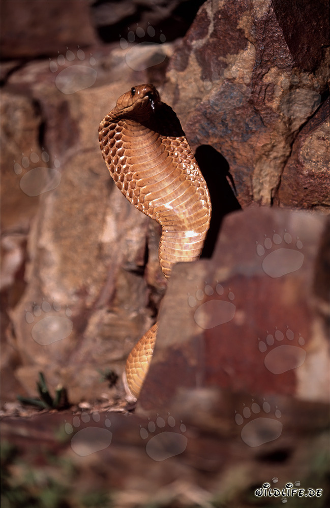 Imponente Cobra del Capo nelle montagne di Gansbaai