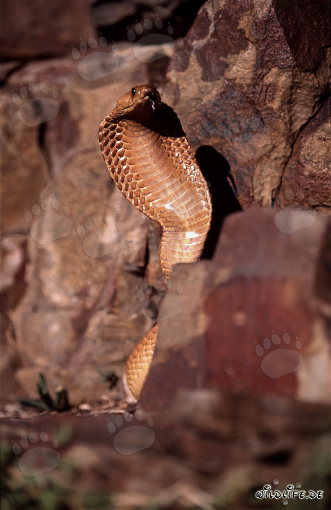 Imposante Kapkobra in den Gansbaai Mountains