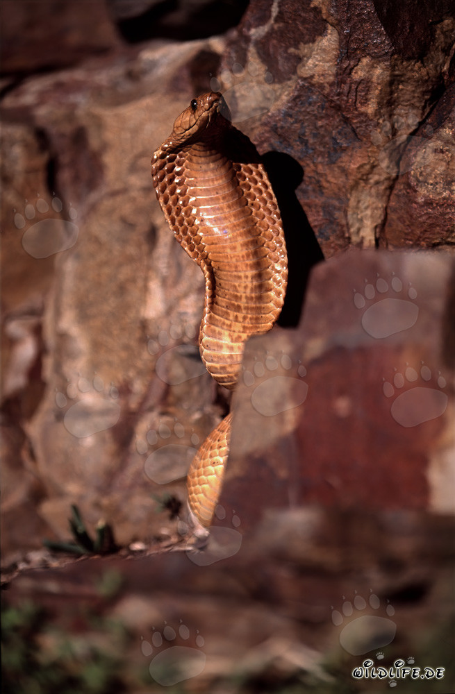 Impressive threat display of the Cape Cobra in colorful rocks
