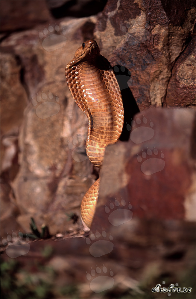 Impresionante comportamiento amenazante de la cobra del Cabo en las rocas coloridas