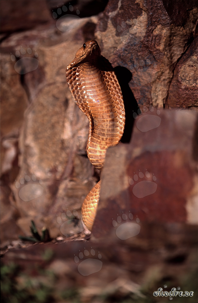 Impressionante comportamento minaccioso del cobra del Capo nelle rocce colorate