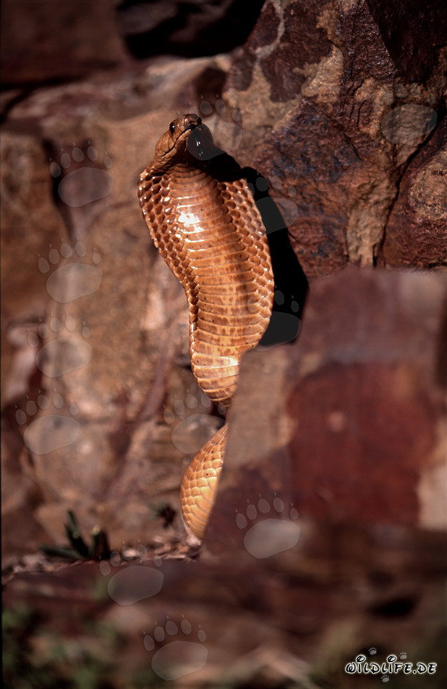 Impressive threat display of the Cape Cobra in colorful rock landscape