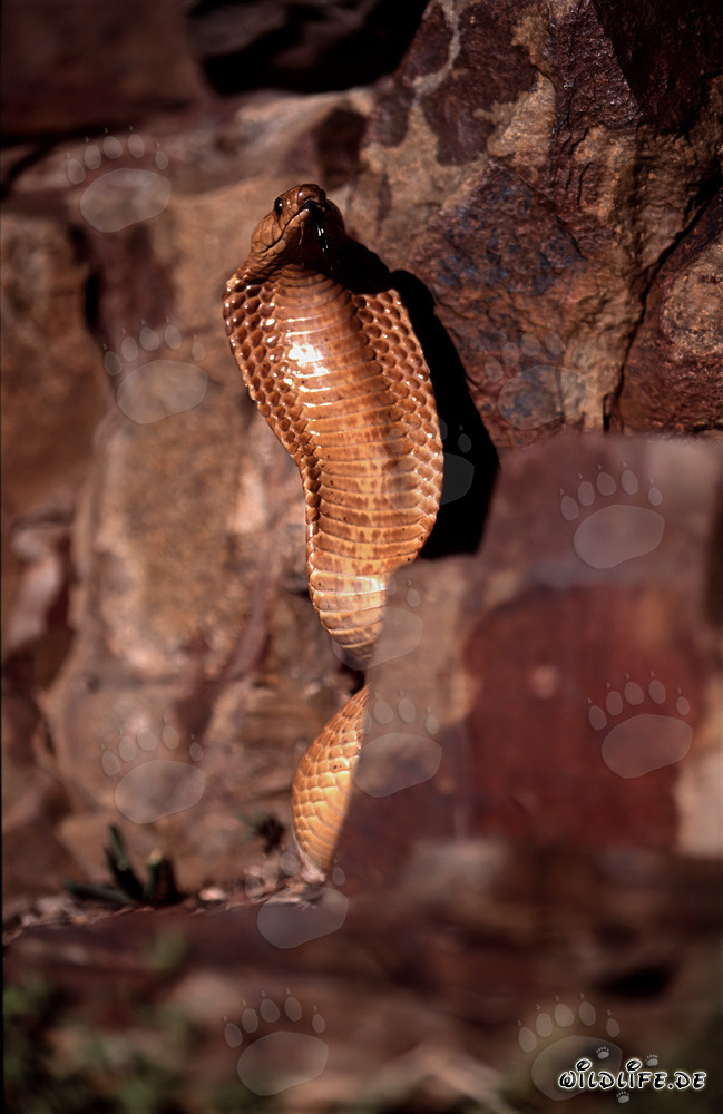 Impresionante comportamiento amenazante de la cobra del Cabo en un paisaje rocoso colorido