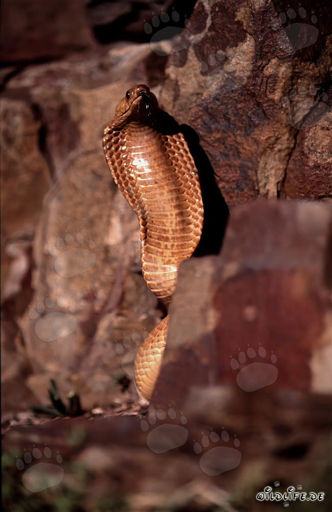 Impressionante comportamento minaccioso del cobra del Capo in un paesaggio roccioso colorato