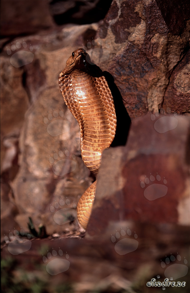 Comportement menaçant impressionnant du cobra du Cap dans un paysage rocheux coloré