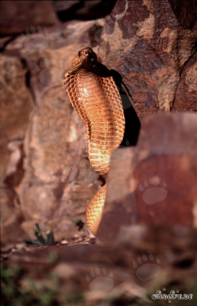 Fascinating Cape Cobra (Naja nivea) in the Wilderness of Western Cape, South Africa