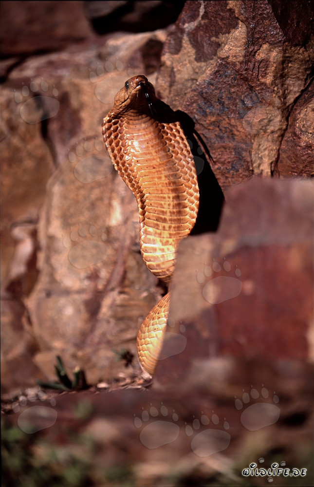 Fascinante Cobra del Cabo (Naja nivea) en la naturaleza del Cabo Occidental, Sudáfrica