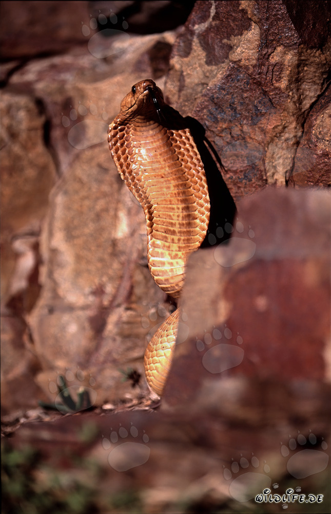 Affascinante Cobra del Capo (Naja nivea) nella natura del Capo Occidentale, Sudafrica