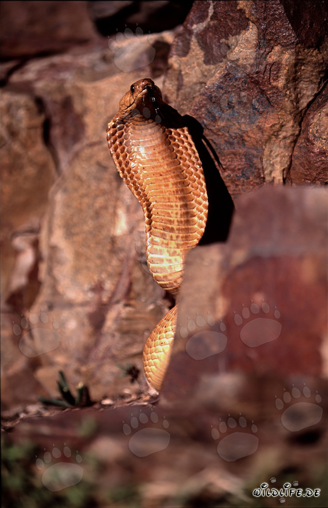 Cobra du Cap fascinante (Naja nivea) dans la nature sauvage du Cap occidental, Afrique du Sud