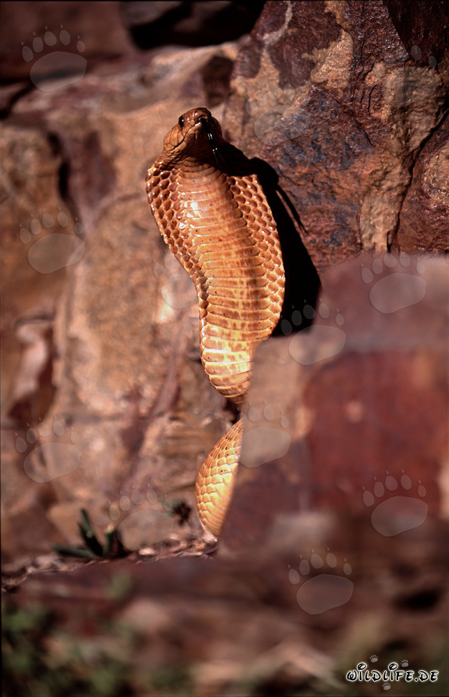 Faszinierende Kapkobra (Naja nivea) in der Wildnis des Western Cape, Südafrika