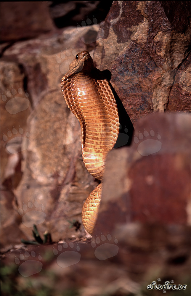 Impressive threat display of Cape Cobra with spread neck