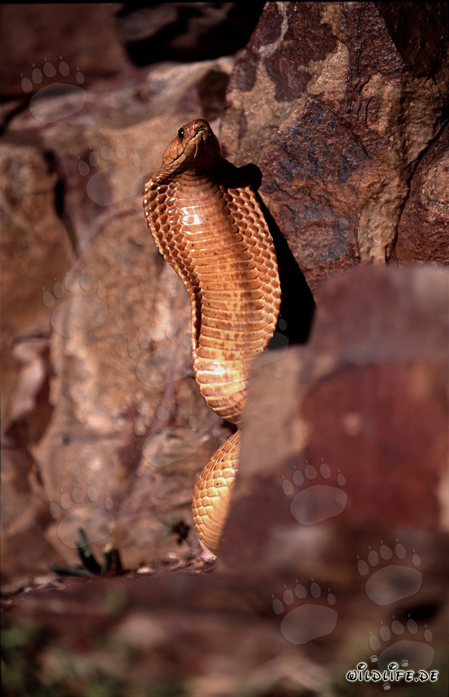 Comportamiento amenazante impresionante de la cobra del Cabo con cuello extendido