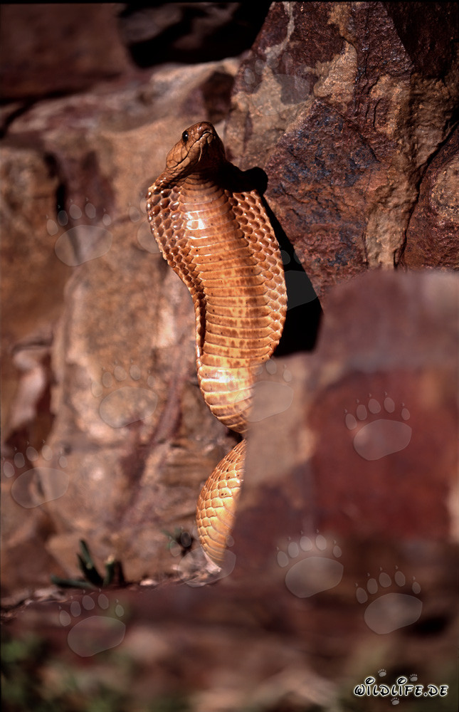 Comportamento minaccioso impressionante del cobra del Capo con collo spalancato