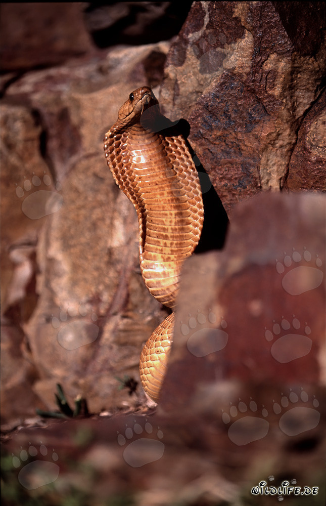 Comportement menaçant impressionnant du cobra du Cap avec cou écarté