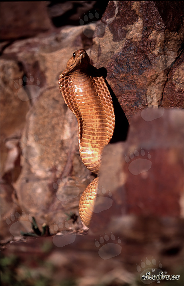 Imposantes Drohverhalten der Kapkobra mit gespreiztem Nacken