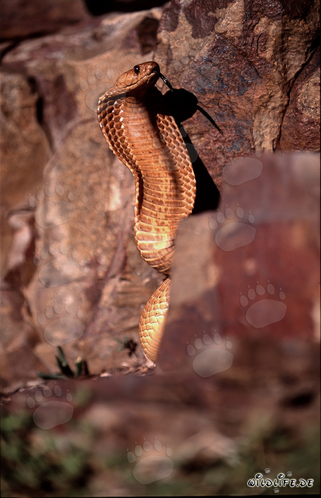 Cape Cobra - The Dangerous Beauty of Nature