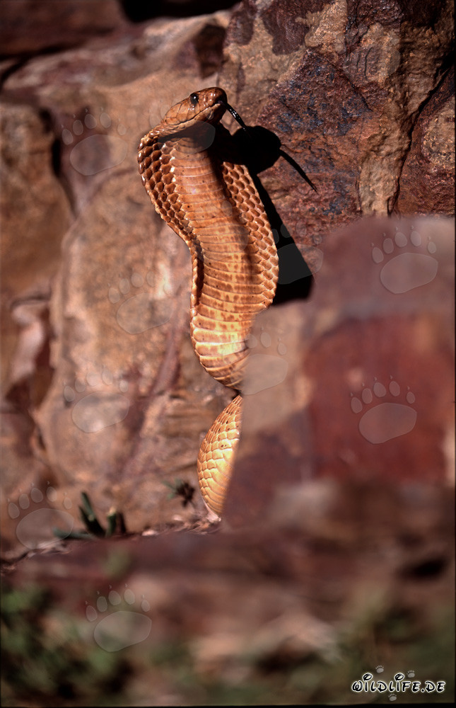 Kapkobra - Die gefährliche Schönheit der Natur