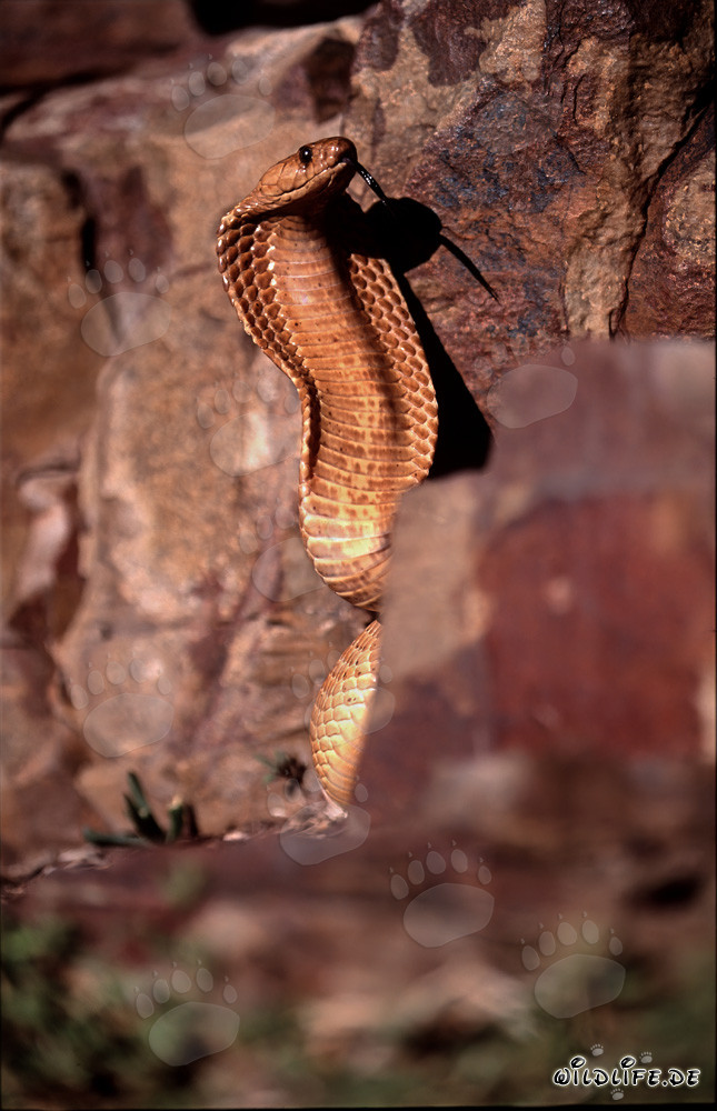 Kapkobra - La pericolosa bellezza della natura