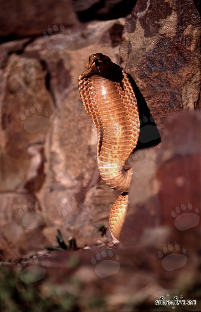 The Dangerous Beauty of the Cape Cobra
