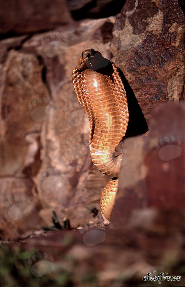 Die gefährliche Schönheit der Kapkobra