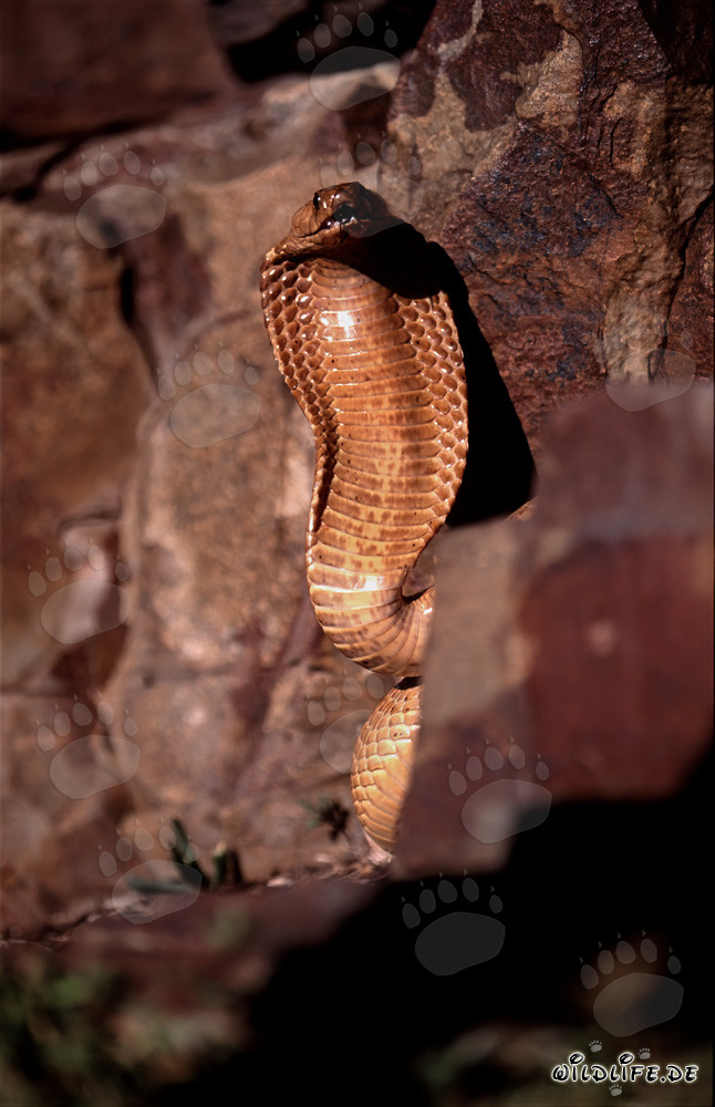 Comportement menaçant impressionnant du cobra du Cap dans les montagnes de Gansbaai, Cap-Occidental, Afrique du Sud