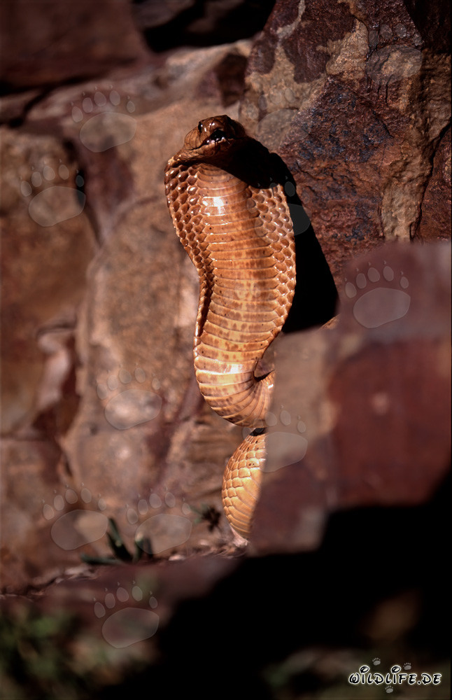 Imposantes Drohverhalten der Kapkobra in den Gansbaai Mountains, Western Cape, Suedafrika