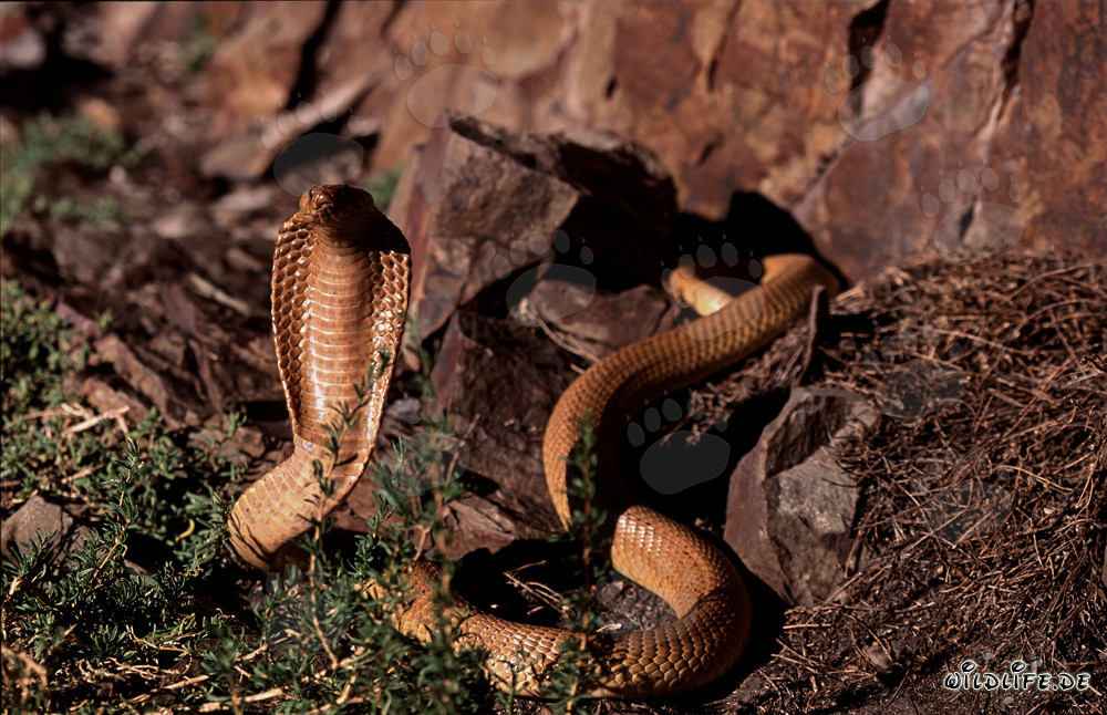 Cape Cobra in Rocky Landscape