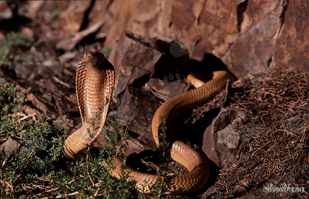 Cobra del Cabo en un paisaje rocoso