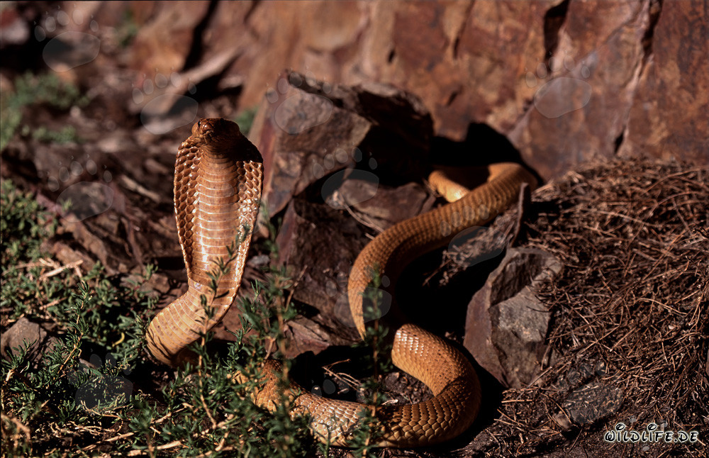 Cobra du Cap dans un paysage rocheux