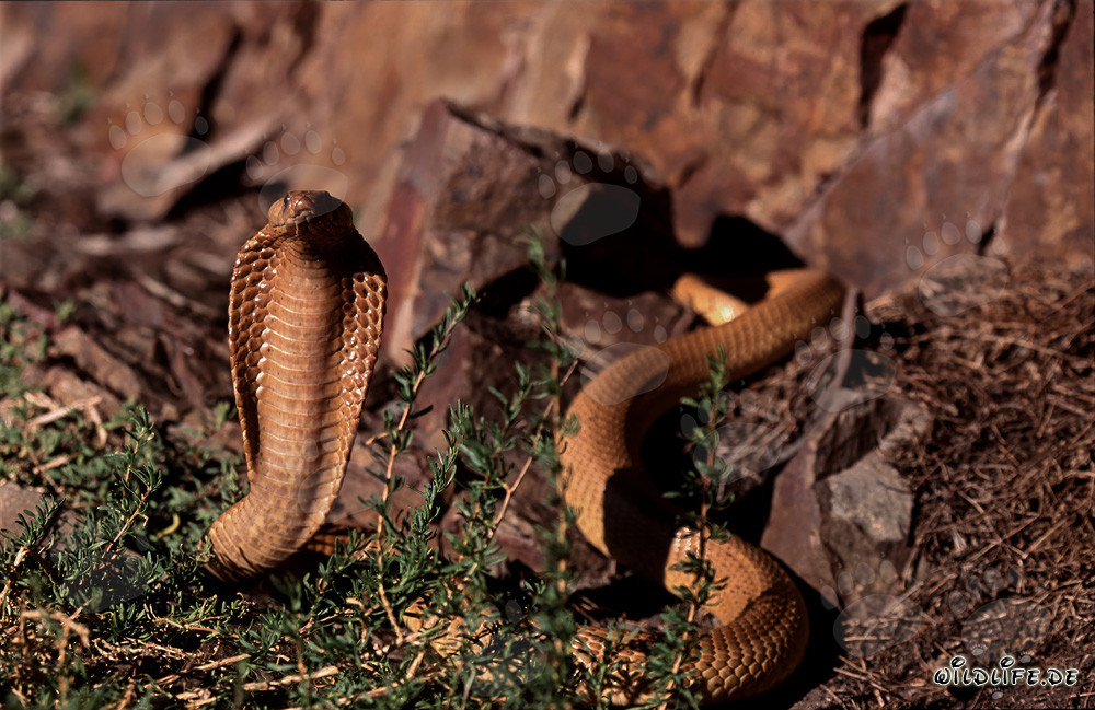 Cape Cobra - The Deadly Beauty of Nature's Snake