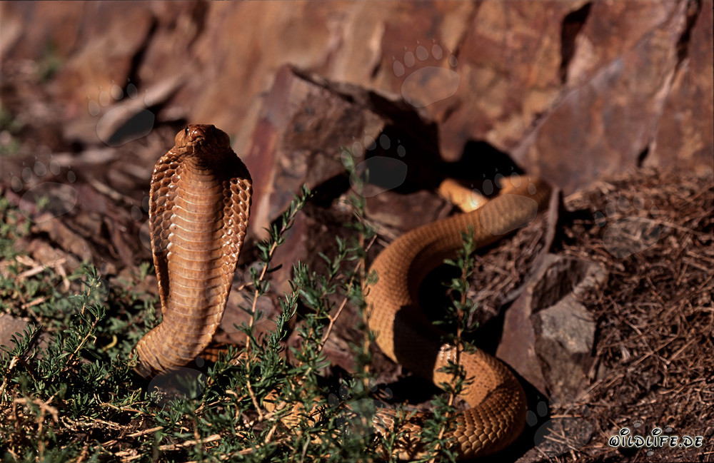 Kapkobra - La beauté dangereuse du serpent naturel
