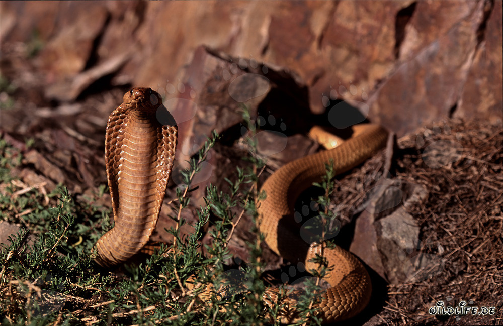 Kapkobra - La belleza peligrosa de la serpiente natural