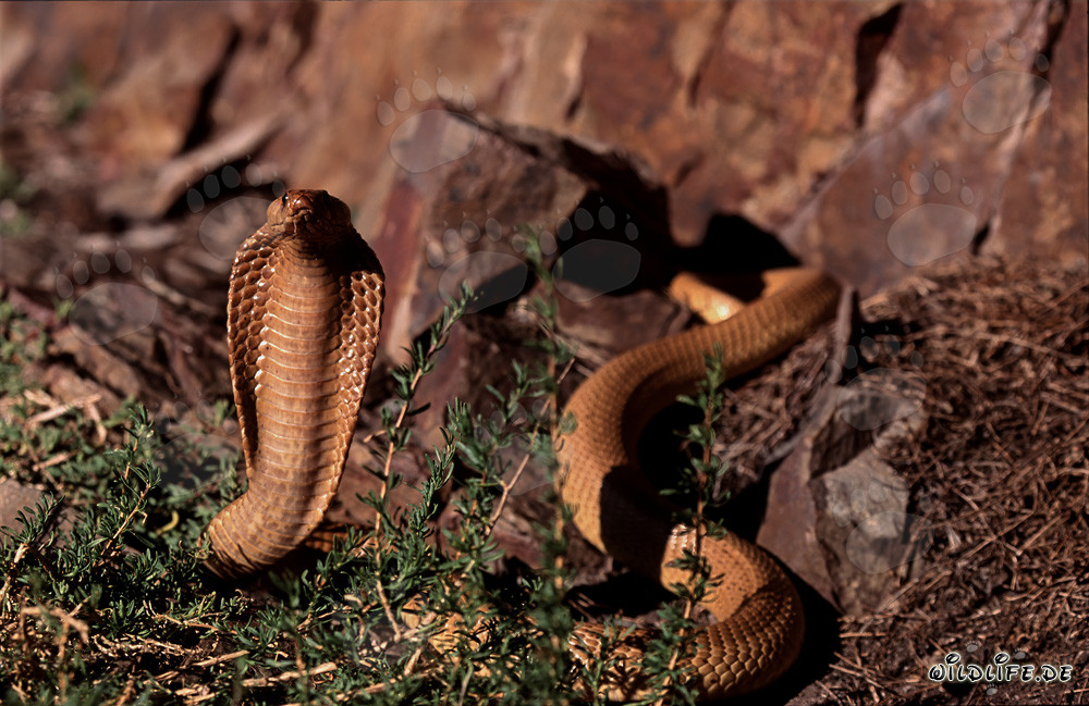 Kapkobra - La pericolosa bellezza del serpente naturale